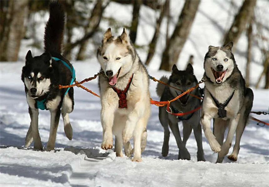 Clopidogrel per cani e gatti: guida completa all'anticoagulante veterinario