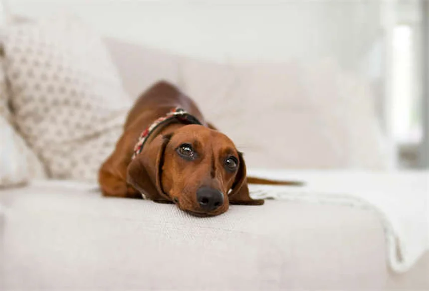 Test cancro cani: 5 cose che devi sapere per salvare il tuo amico peloso