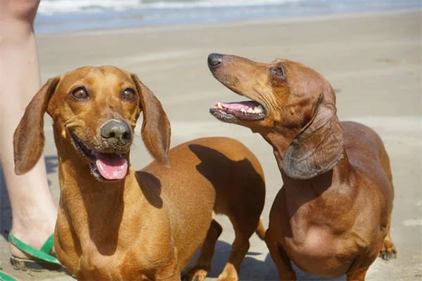 Test cancro cani: 5 cose che devi sapere per salvare il tuo amico peloso
