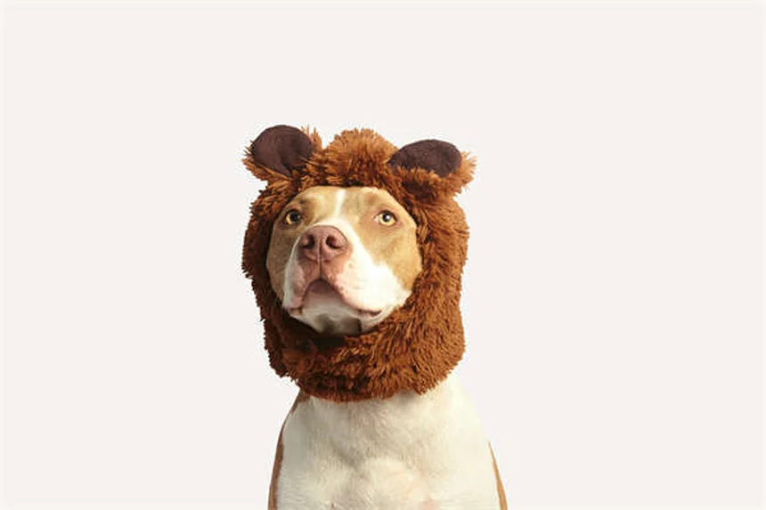 Test cancro cani: 5 cose che devi sapere per salvare il tuo amico peloso