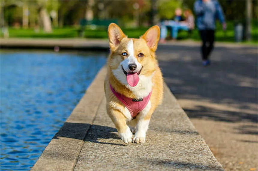 Portare il cane alle feste: 5 consigli di sicurezza fondamentali