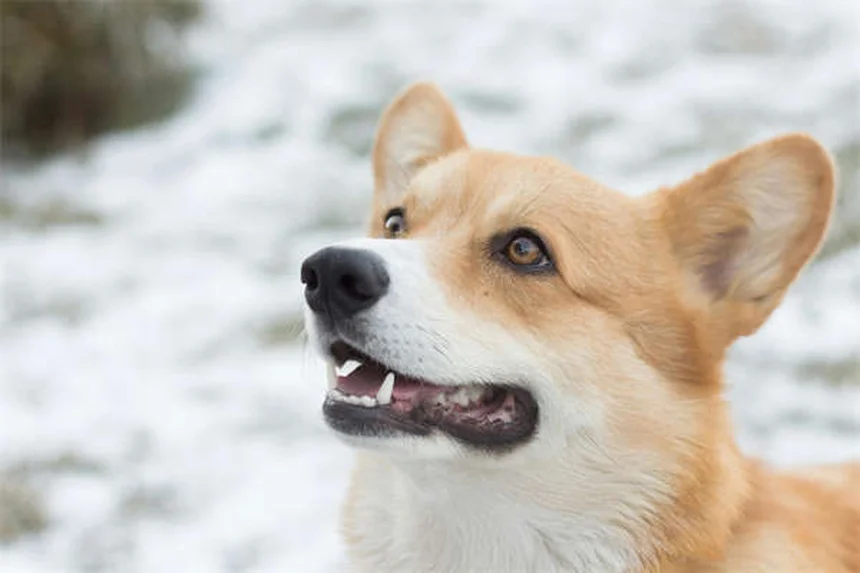Portare il cane alle feste: 5 consigli di sicurezza fondamentali