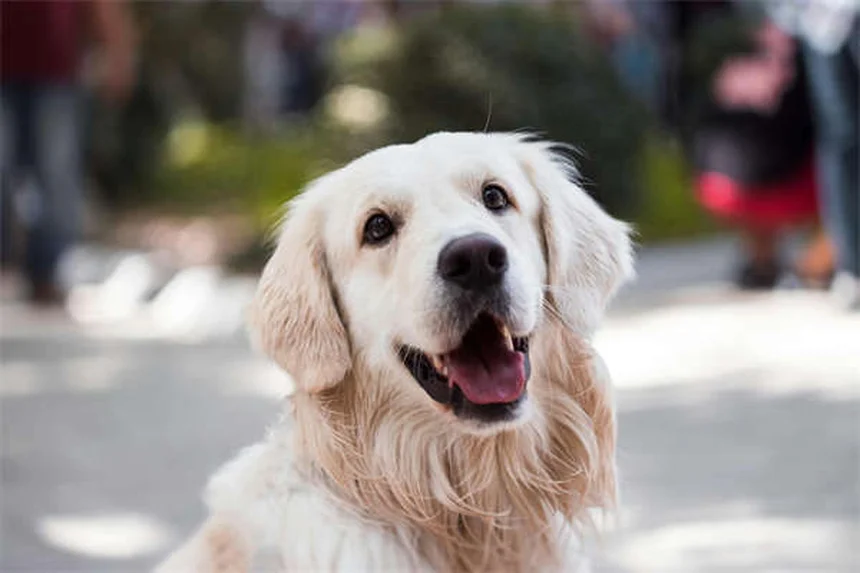 Cancro ai polmoni nei cani: sintomi, diagnosi e cure essenziali
