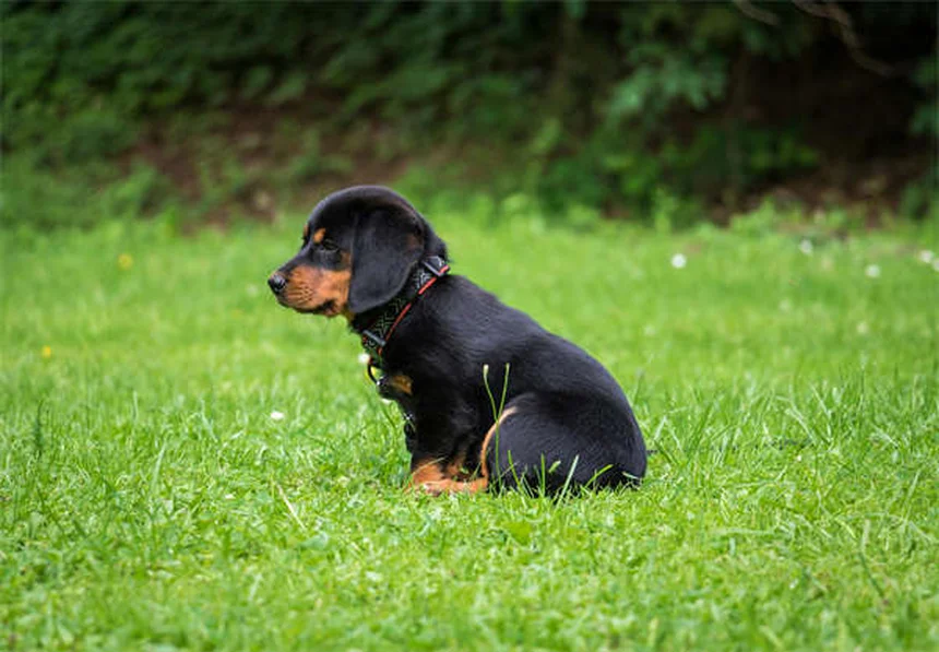 Perché i cani ululano? 5 motivi sorprendenti spiegati