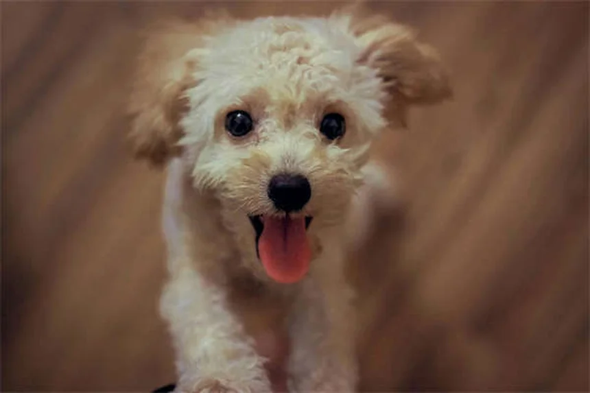 Perché i cani ululano? 5 motivi sorprendenti spiegati