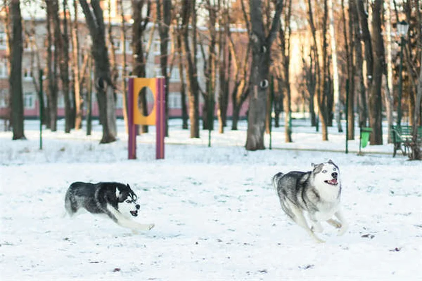 Cardiomiopatia dilatativa nei cani: sintomi, cause e cure essenziali