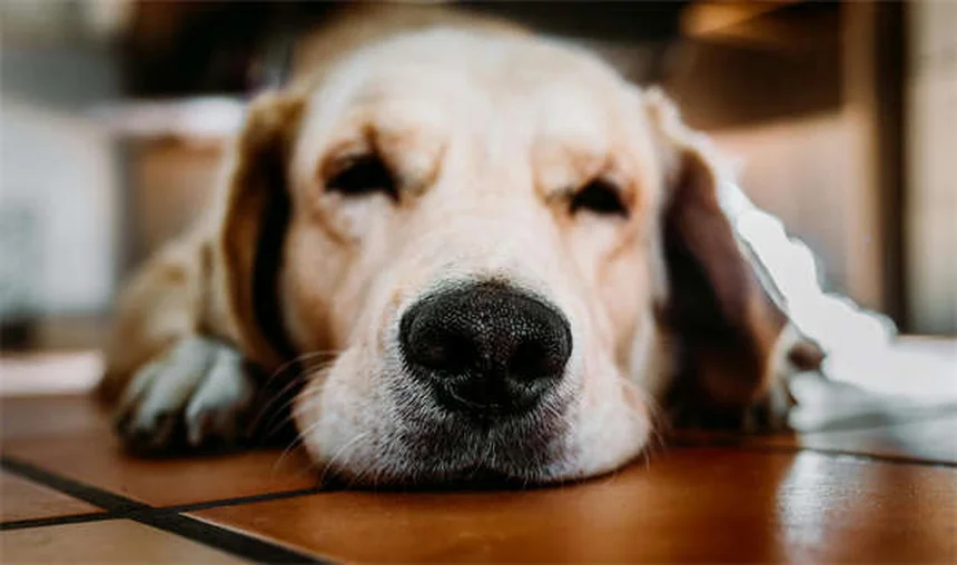 Cardiomiopatia dilatativa nei cani: sintomi, cause e cure essenziali
