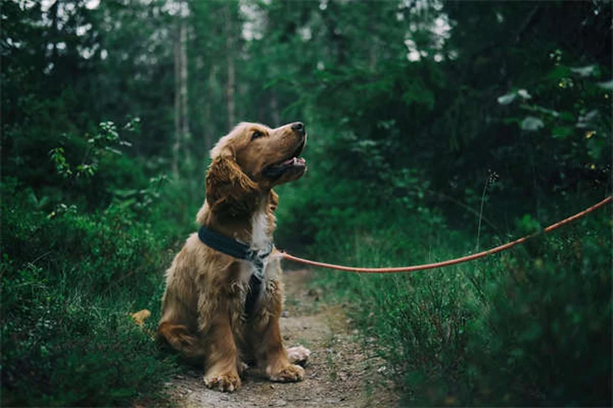 Tumori testicolari nei cani: sintomi, cura e prevenzione