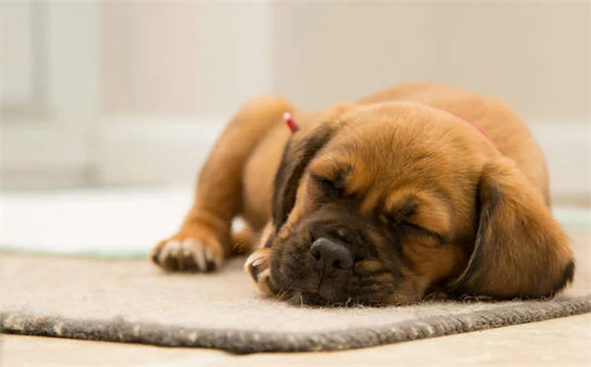 Gatti domestici: 5 motivi per tenerli in casa e come renderli felici