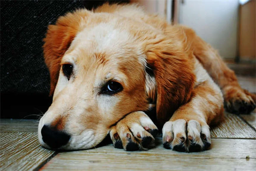 Scopri 20 razze di cani rari che non conoscevi!