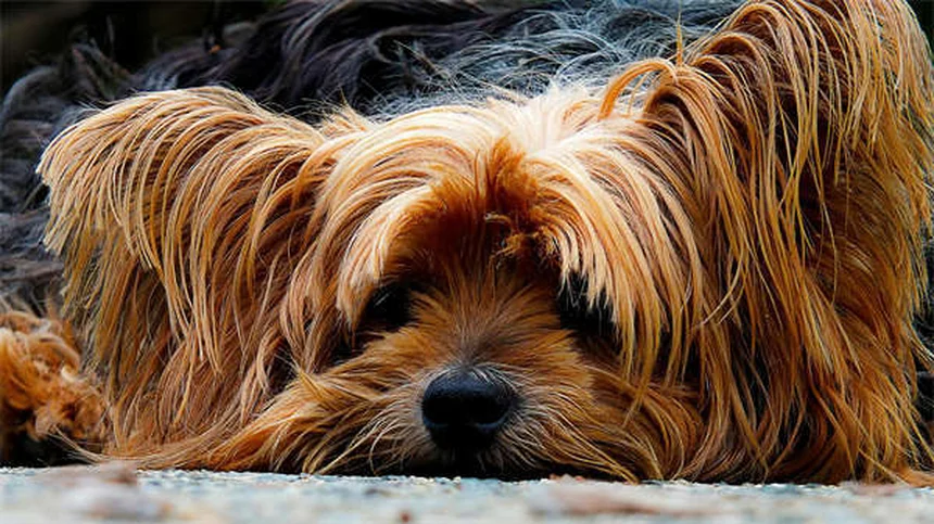 Scopri 20 razze di cani rari che non conoscevi!