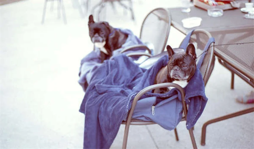 Bocca secca nei cani e gatti: cause, sintomi e rimedi efficaci