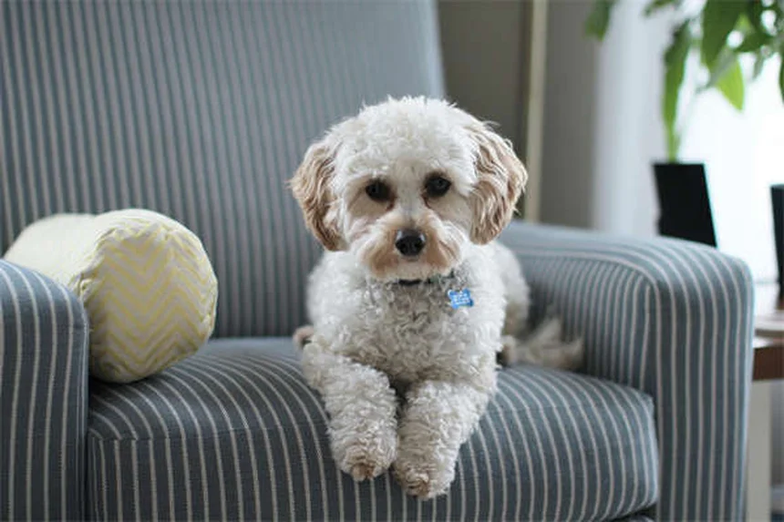 5 Pericoli della pioggia per cani: come proteggere il tuo cucciolo