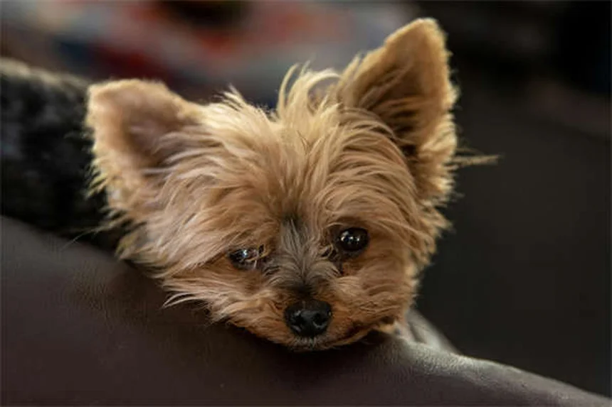 Sterilizzazione gatta: tutto quello che devi sapere per il suo benessere