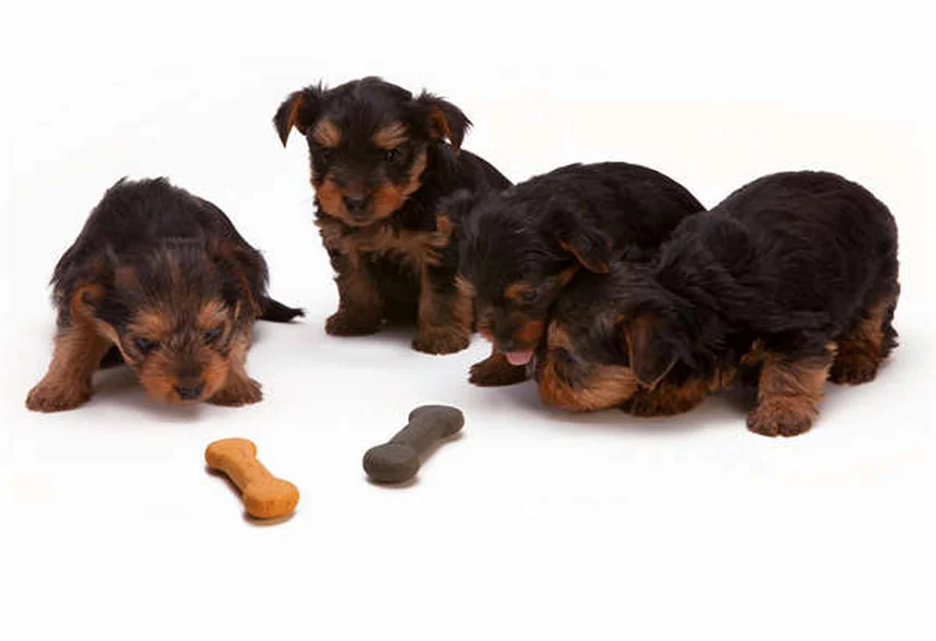 Allergia alla saliva del cane: sintomi e soluzioni pratiche