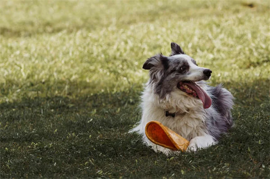 Come far vivere più a lungo il tuo cane: 11 errori da evitare
