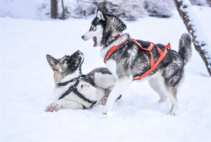 Come far vivere più a lungo il tuo cane: 11 errori da evitare