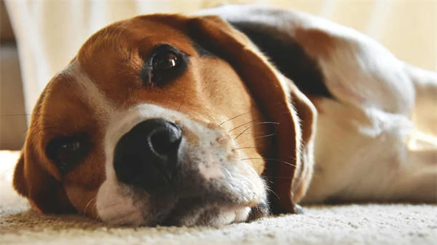 Come evitare l'aumento di peso invernale nei cani e gatti