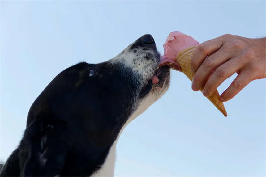 Polvere da sparo e cani: i rischi reali e come proteggerli