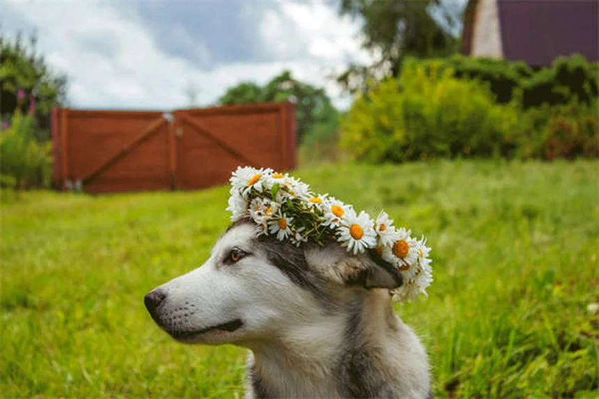 Ortensie velenose per gatti? Ecco cosa devi sapere!