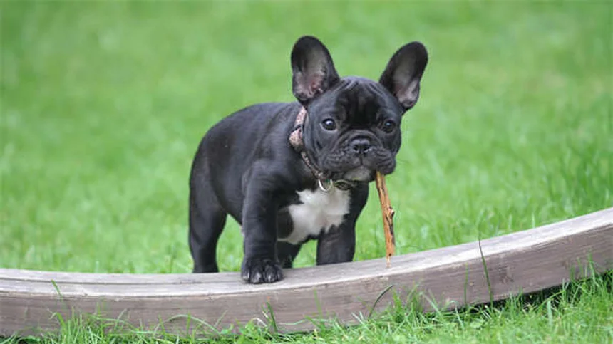 Come educare il cane al parco: 10 regole d'oro per una perfetta socializzazione