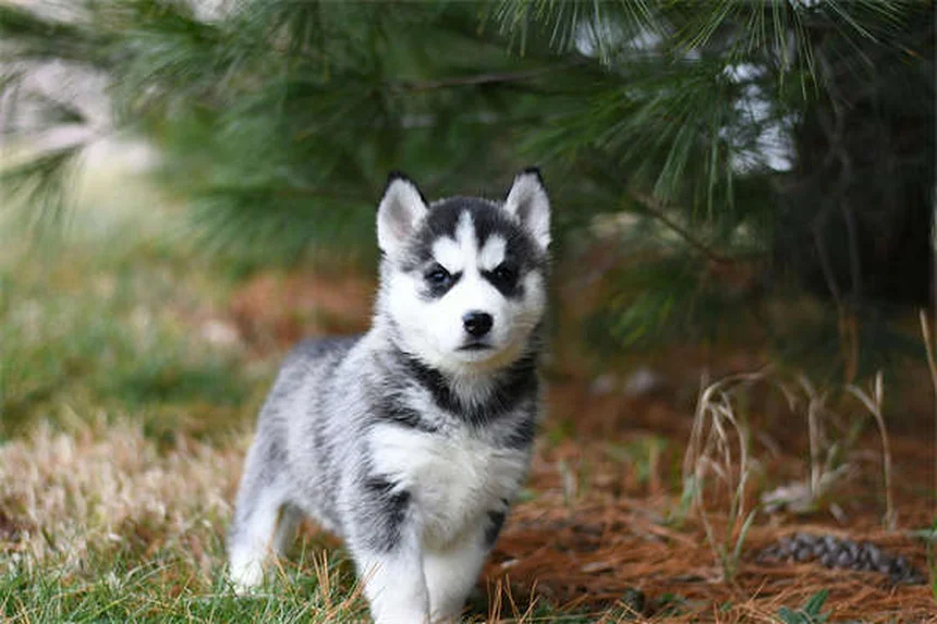 Come educare il cane al parco: 10 regole d'oro per una perfetta socializzazione