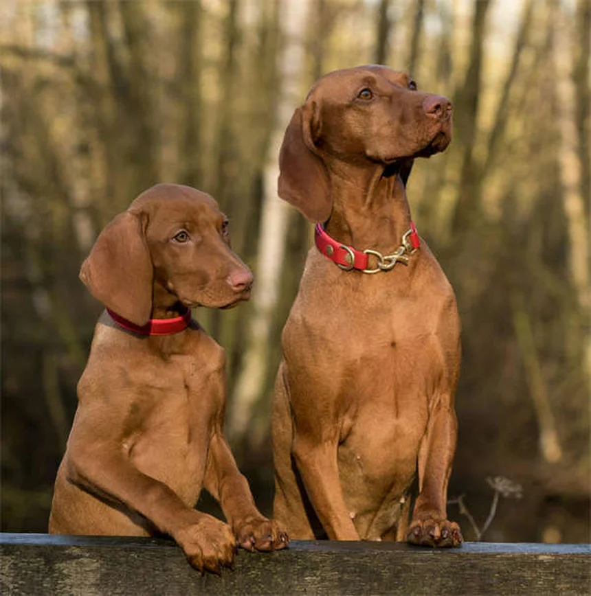 Come educare il cane al parco: 10 regole d'oro per una perfetta socializzazione