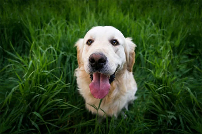 Lettiera per cani: la soluzione pratica per i bisogni indoor