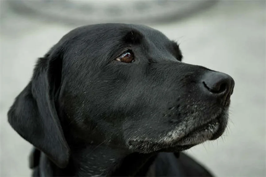 Lettiera per cani: la soluzione pratica per i bisogni indoor