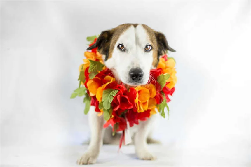 Ronidazolo per cani e gatti: guida completa all'uso e benefici