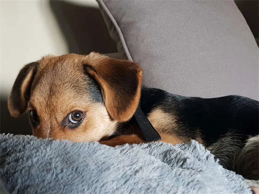 Ronidazolo per cani e gatti: guida completa all'uso e benefici