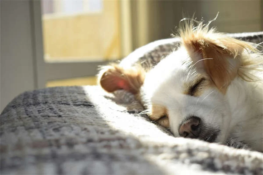 Portare a spasso il cane o giardino? La verità che ogni padrone deve sapere