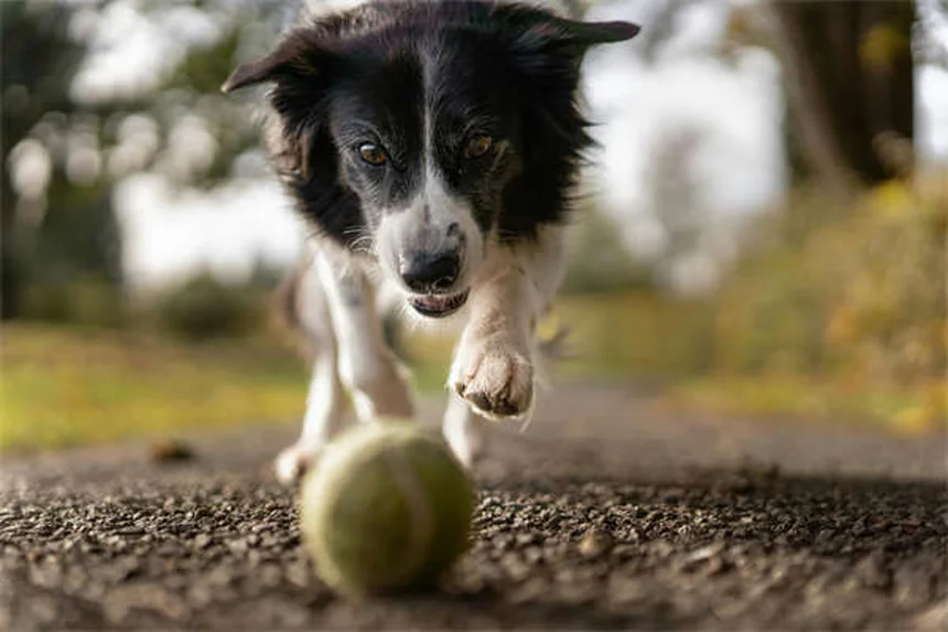 Temaril-P per cani: tutto quello che devi sapere sul farmaco per prurito e tosse