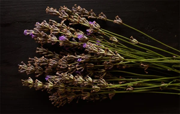 Conigli distruttivi: 5 segreti per gestire i loro comportamenti naturali