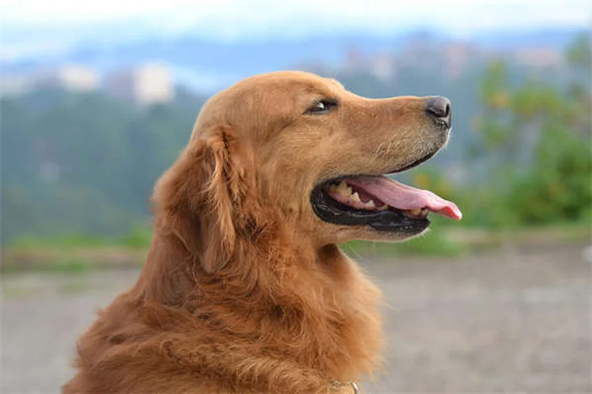 Conigli distruttivi: 5 segreti per gestire i loro comportamenti naturali