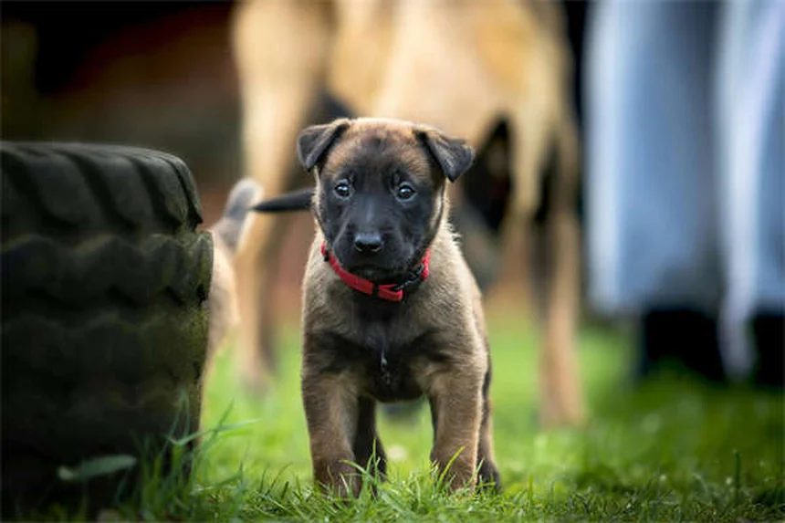 Furetti come animali domestici: tutto ciò che devi sapere