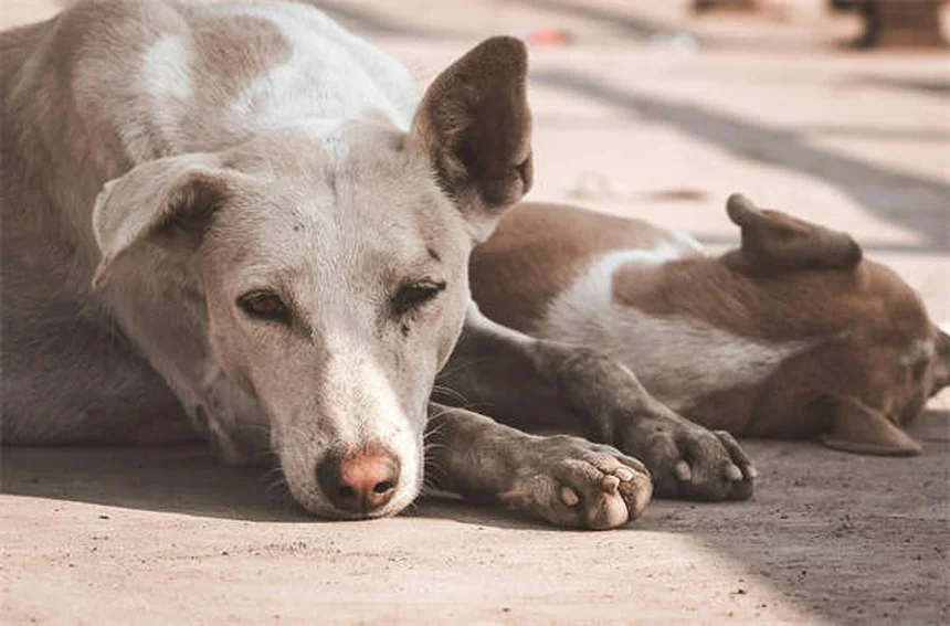 Furetti come animali domestici: tutto ciò che devi sapere