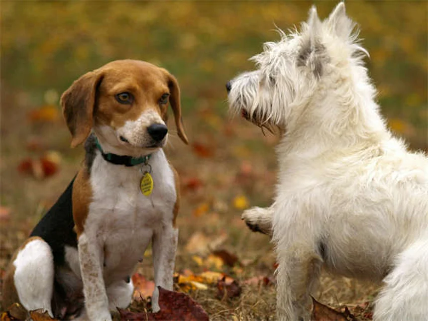 Furetti come animali domestici: tutto ciò che devi sapere