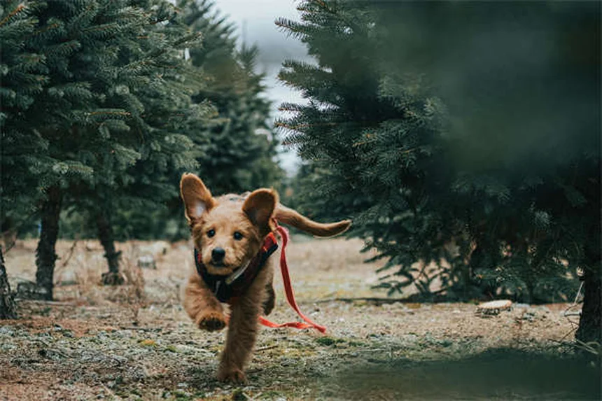 Furetti come animali domestici: tutto ciò che devi sapere