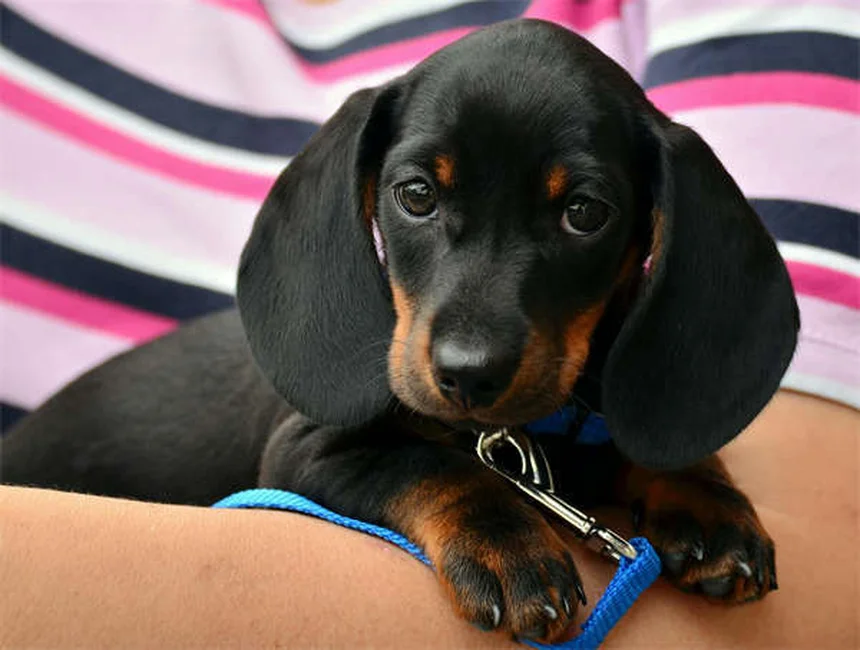 Occhiali per cani: quando e perché sono necessari