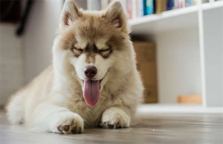 Occhiali per cani: quando e perché sono necessari