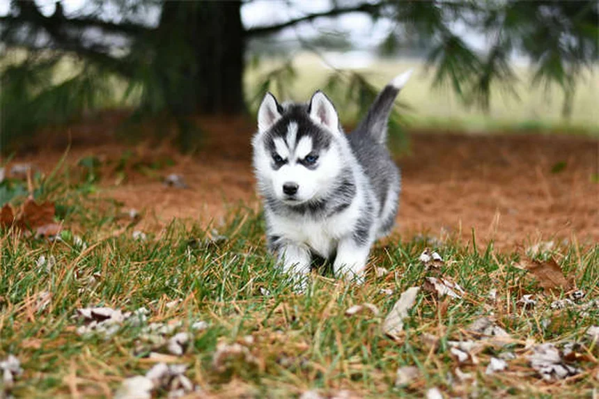 Come fermare la marcatura urinaria del cane in casa: 5 soluzioni efficaci