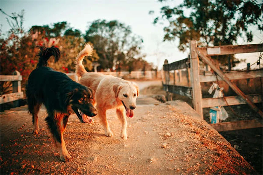 Come fermare la marcatura urinaria del cane in casa: 5 soluzioni efficaci