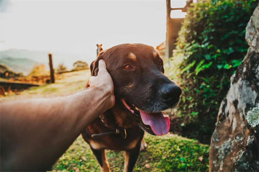Puppy Strangles: sintomi, cause e cura per il tuo cucciolo