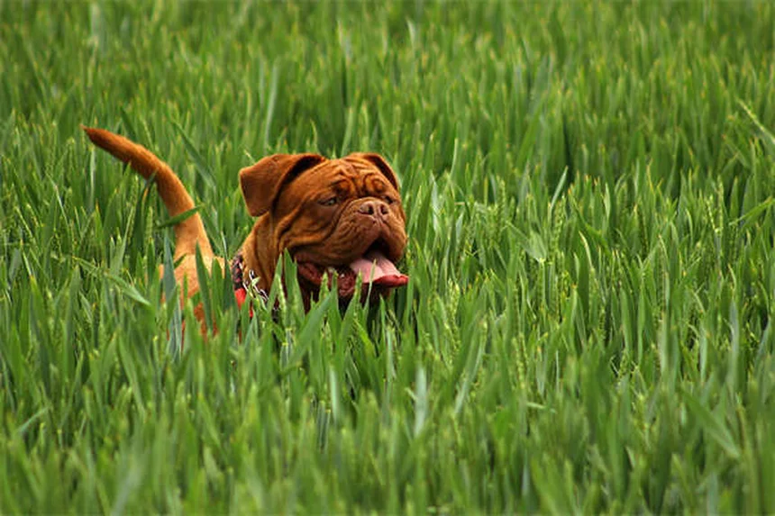 Come fermare un cane che distrugge tutto: 7 soluzioni efficaci