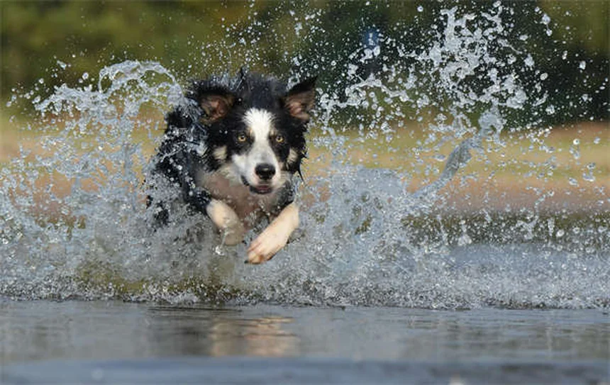 Come fermare un cane che distrugge tutto: 7 soluzioni efficaci