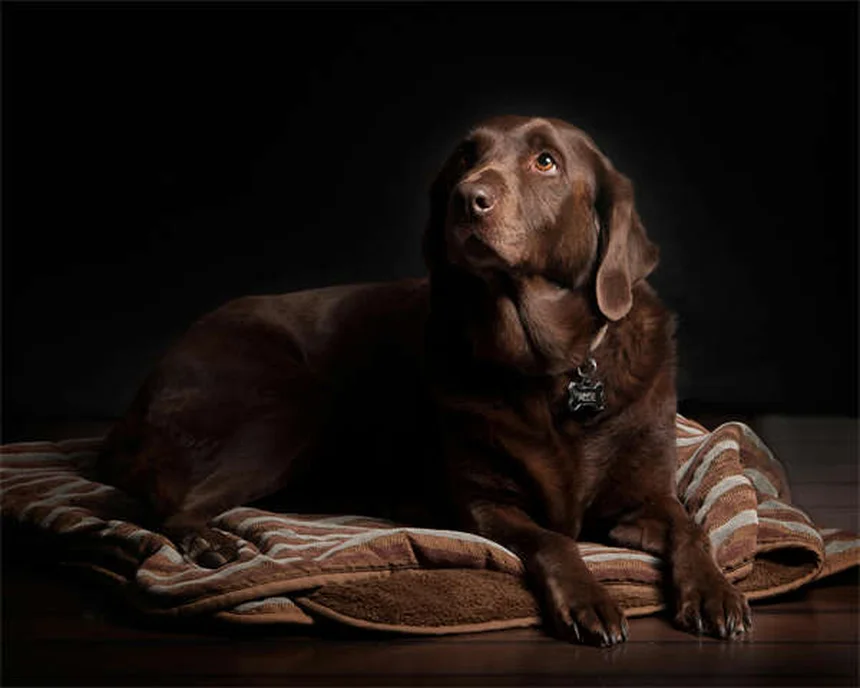 Come fermare un cane che distrugge tutto: 7 soluzioni efficaci
