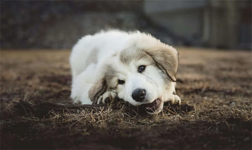 Perché i cani abbaiano? 7 motivi spiegati dagli esperti