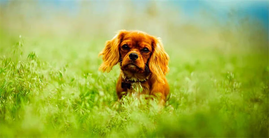 Perché i cani abbaiano? 7 motivi spiegati dagli esperti