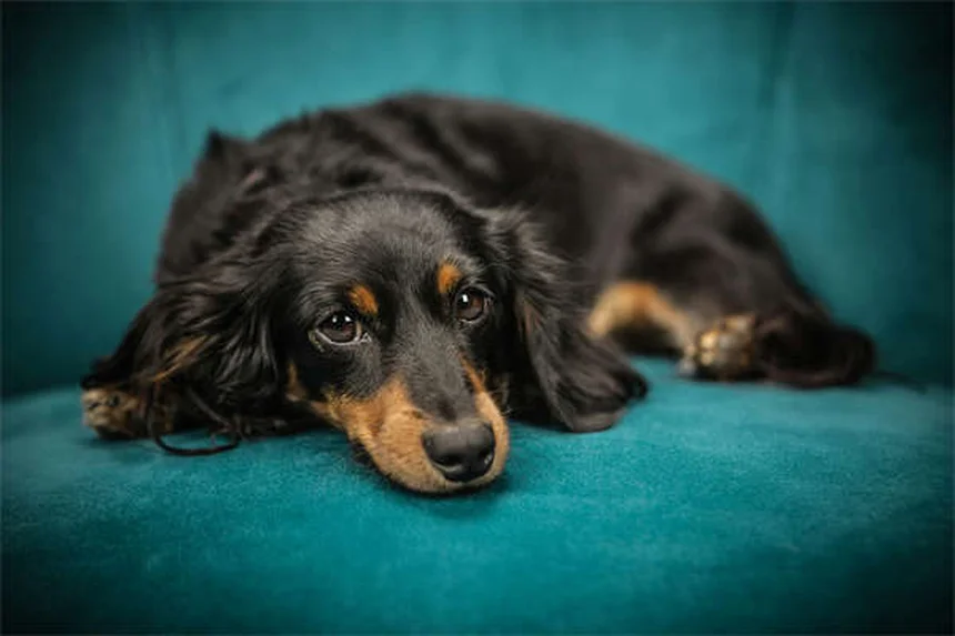 Pettorine per cani brachicefali: la guida completa per proteggere il tuo amico a 4 zampe
